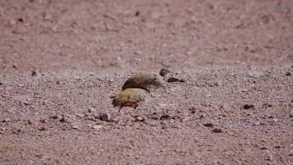 Perdiz de puna, Guia de Fauna. RutaChile.   - 