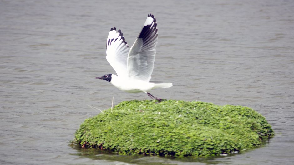 Gaviota Andina, Guia de Fauna. RutaChile.   - 