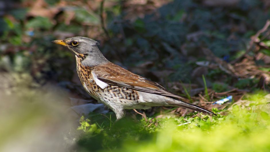 Zorzal, Guia de Fauna. RutaChile.   - 