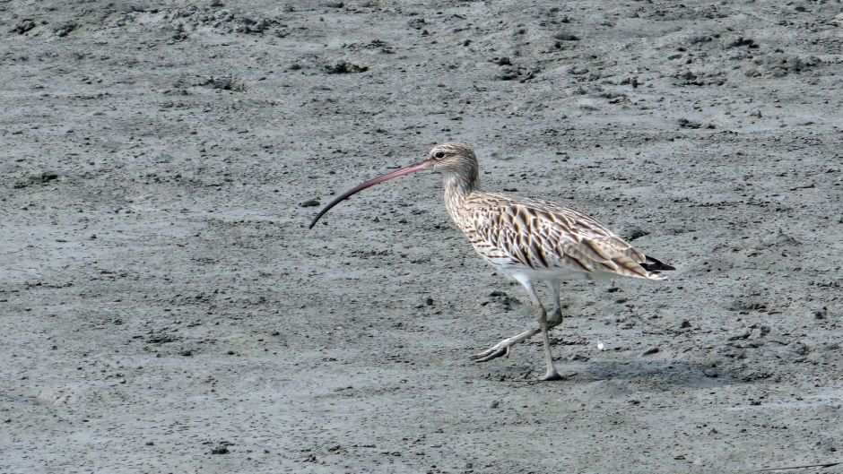 Zarapito, Guia de Fauna. RutaChile.   - BOLIVIA