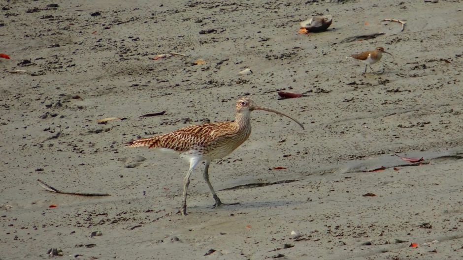 Zarapito, Guia de Fauna. RutaChile.   - BOLIVIA