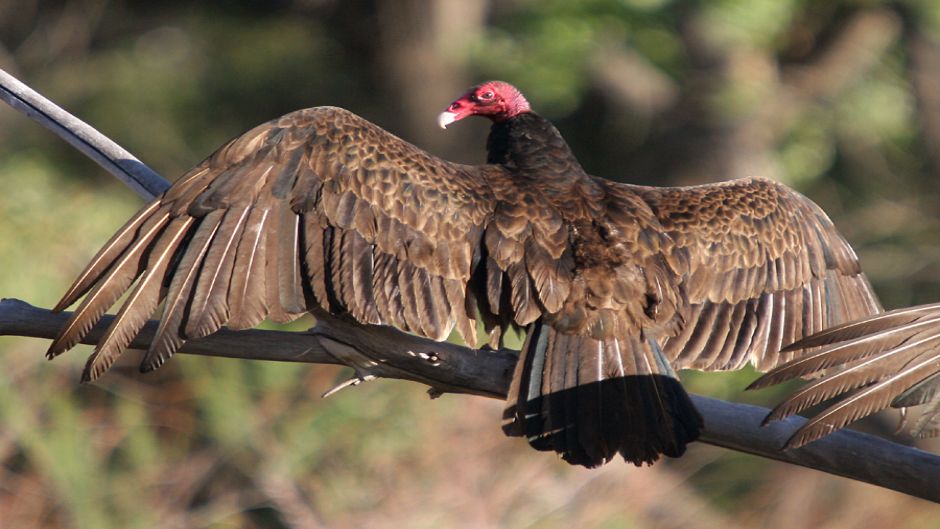 Jote de cabeza colorada, Guia de Fauna. RutaChile.   - 