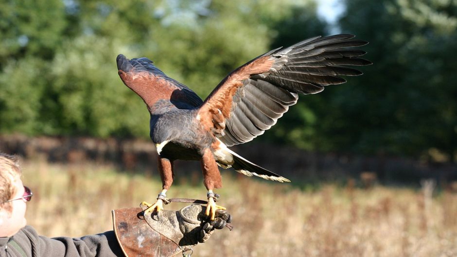 Peuco, Guia de Fauna. RutaChile.   - 