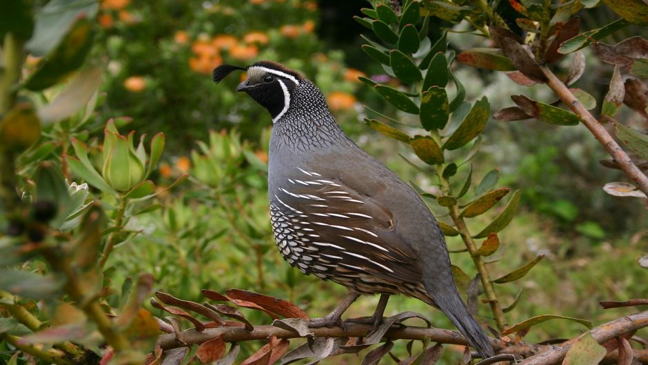 Codorniz, Guia de Fauna. RutaChile.   - 