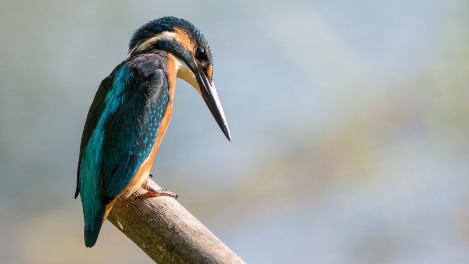 Martín pescador, Guia de Fauna. RutaChile.   - 