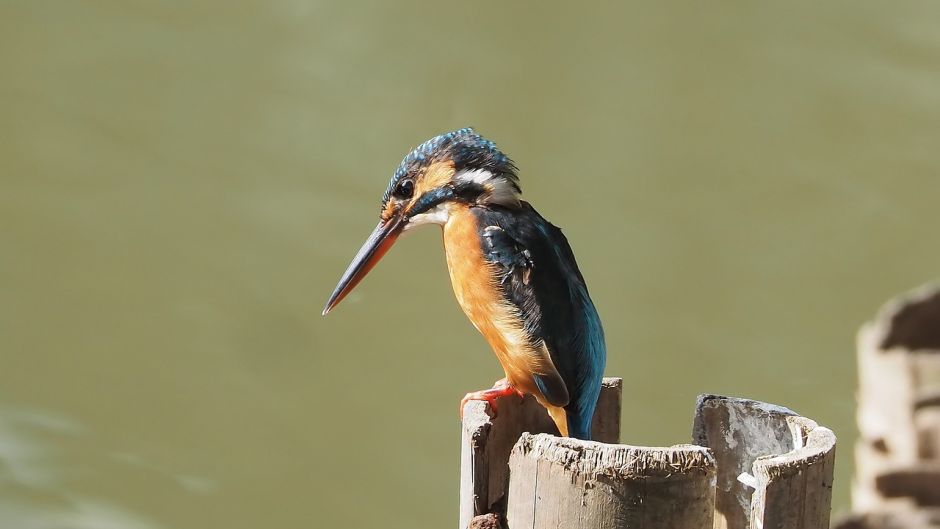 Martín pescador, Guia de Fauna. RutaChile.   - 