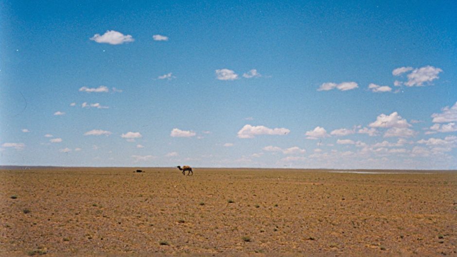 Camello Salvaje.   - 