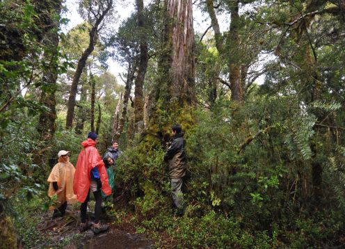 RESERVA COSTERA VALDIVIANA (ALERCE COSTERO). , 